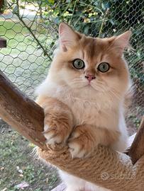 British longhair