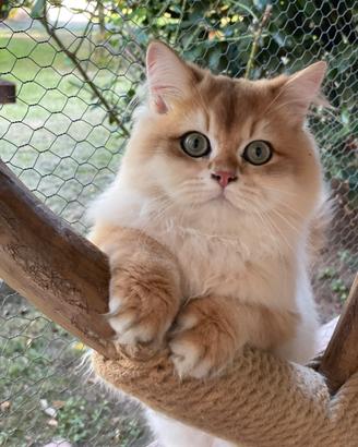 British longhair
