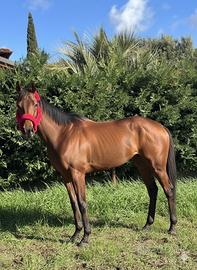 Purosangue inglese francese