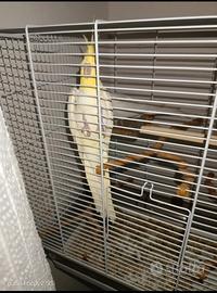 Animal