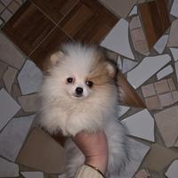 Spitz pomerania