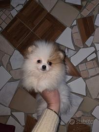 Spitz pomerania