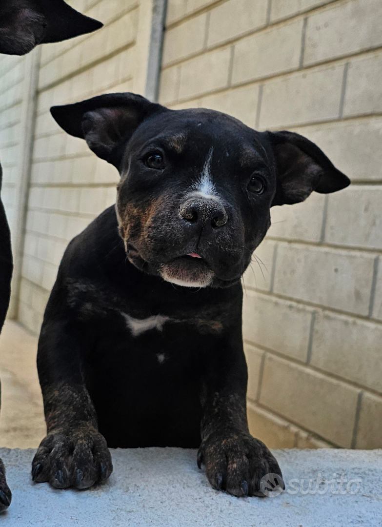 Cucciolo American Bully Pocket Animali In vendita a Roma