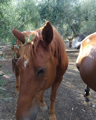 Cavallo