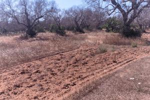 Terreno agricolo nei pressi delle Cesine
