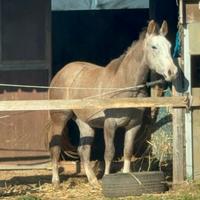 Quarter Horse pronto doma