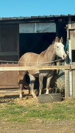 Quarter Horse pronto doma