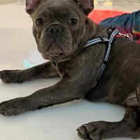 Cucciolo bulldog francese