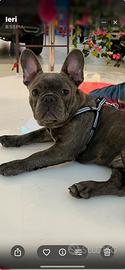 Cucciolo bulldog francese