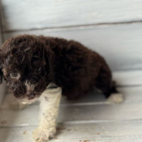 Lagotto romagnolo