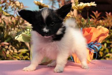 Cucciolo di razza, piccola taglia