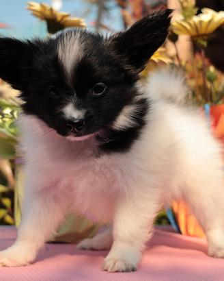 Cucciolo di razza, piccola taglia