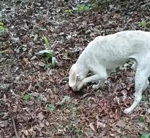 Lagotto da tartufo
