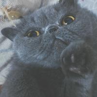 Gatto Exotic blue