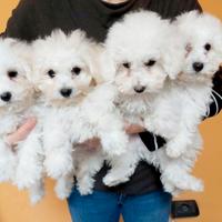 Bichon a pòil frisè