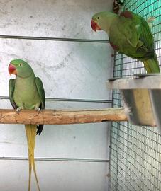 Coppia riproduttiva di grande alessandrino