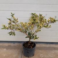 Ligustro texano variegato vaso 20 h. 50/60 cm