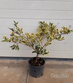 Ligustro texano variegato vaso 20 h. 50/60 cm