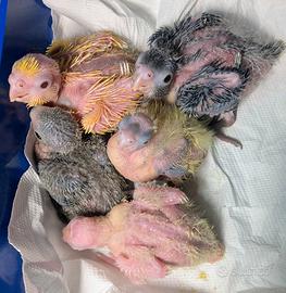 Pulli di calopsite e inseparabile