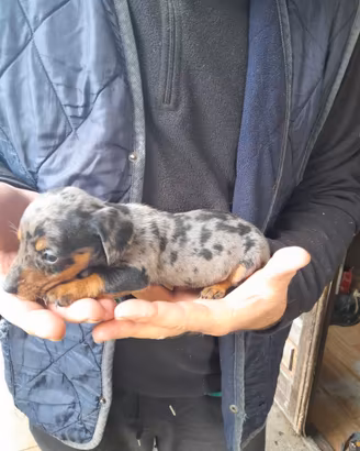 cuccioli bassotto tedesco