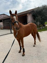 Purosangue 4 anni