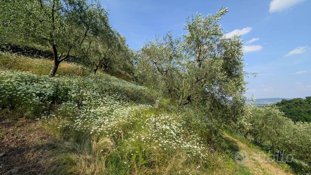Terreno di 16000 m² a Montorso Vicentino - Vista 3
