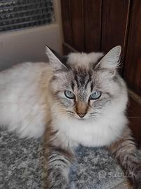  Gatta Blu Tabby Mitted 