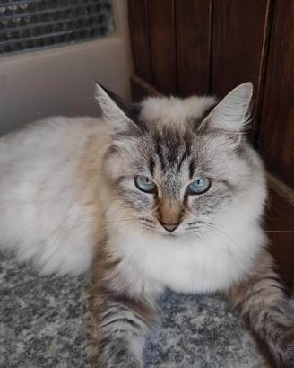  Gatta Blu Tabby Mitted 
