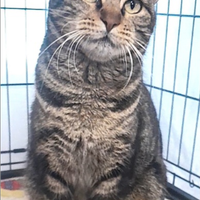 Gatta gattina lucia dolcissima