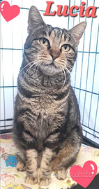 Gatta gattina lucia dolcissima