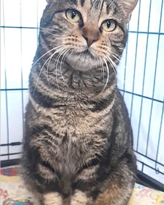 Gatta gattina lucia dolcissima