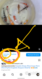 Pesci piante per acquario laghetti laghi