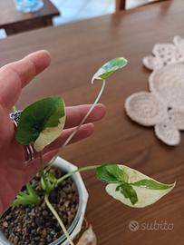 Alocasia macrorrhizos Variegata- pianta rara