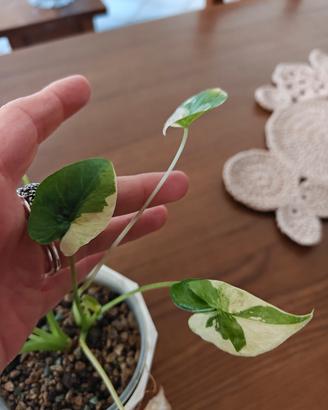 Alocasia macrorrhizos Variegata- pianta rara