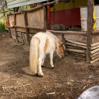 Pony adatto a bambini