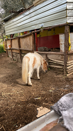Pony adatto a bambini