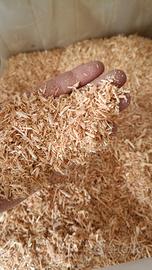 cippatino secco e vagliato per produrre pellet