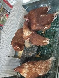 Galline Ovaiole giovani come da foto
