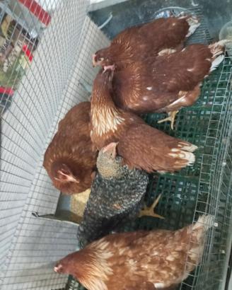 Galline Ovaiole giovani come da foto