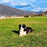 Border Collie