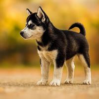 Cucciola husky