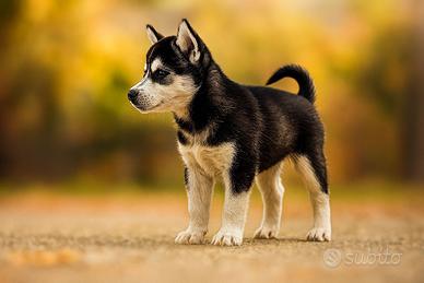 Cucciola husky