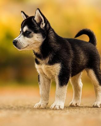 Cucciola husky