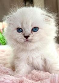 Scottish Fold MASCHIO