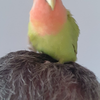 Pappagalli inseparabili