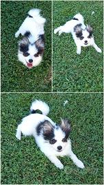 Cucciolo di volpino