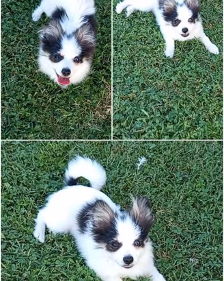 Cucciolo di volpino