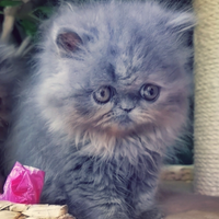 Cuccioli di Gatto