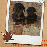 Simil bassotto recupero spese