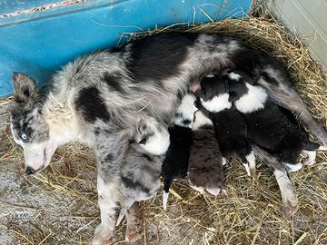Cuccioli Border Collie